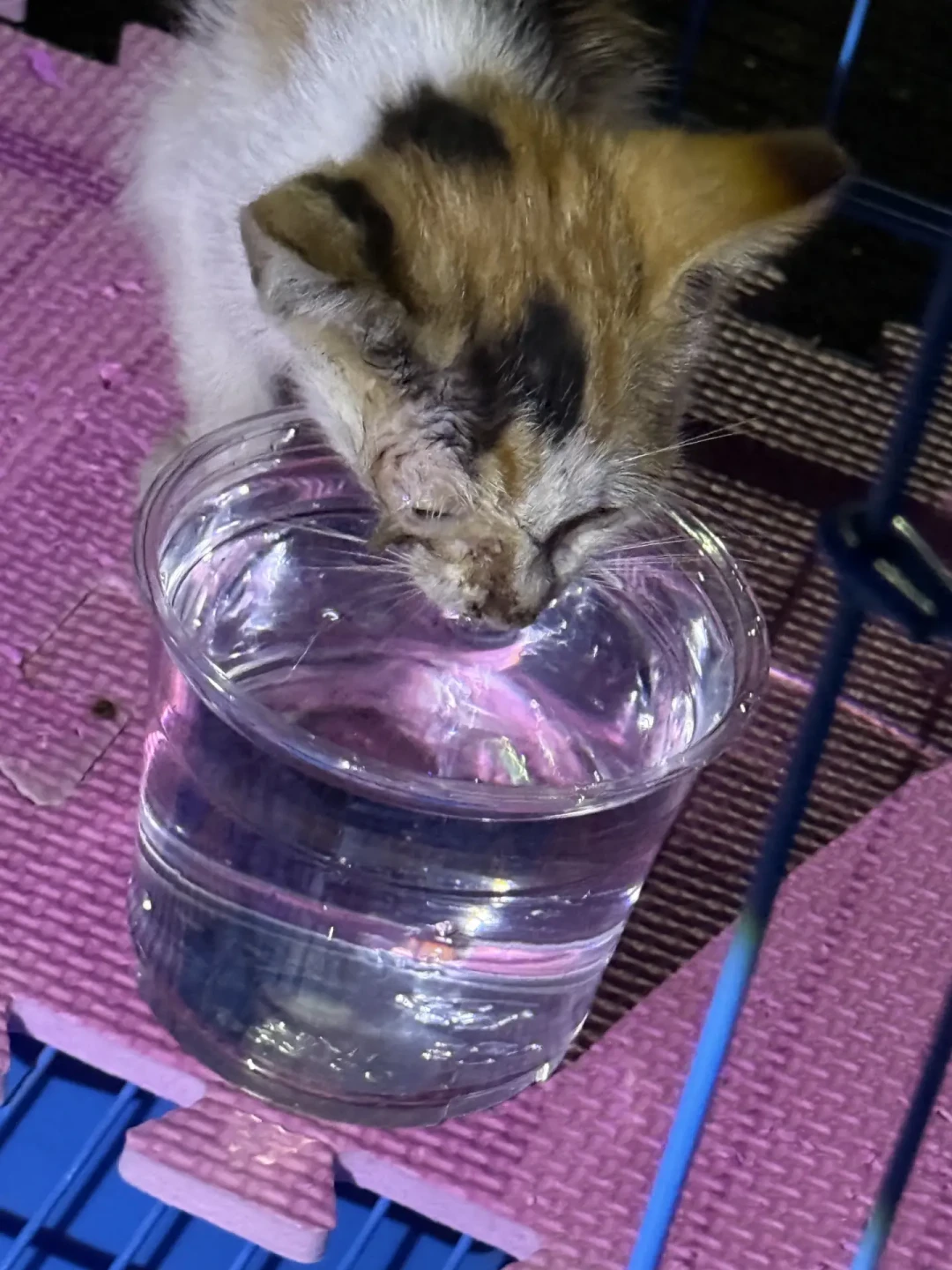 八月下旬捡到奶猫,先别急着带回家:我翻完全网20多篇高热捡猫攻略和这周的求助帖,整理出“头24小时”判断流和三档预算账本