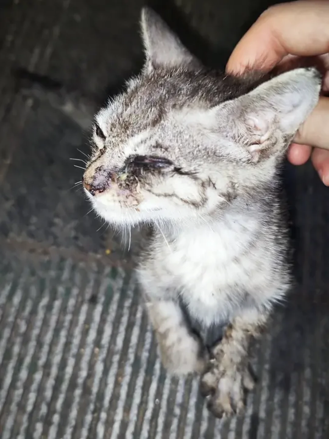 八月下旬捡到奶猫,先别急着带回家:我翻完全网20多篇高热捡猫攻略和这周的求助帖,整理出“头24小时”判断流和三档预算账本