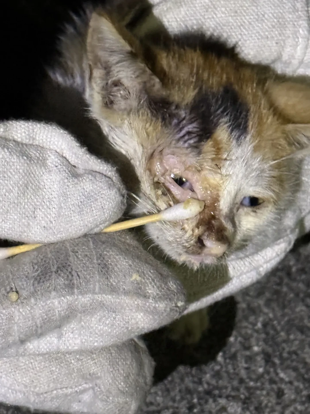 八月下旬捡到奶猫,先别急着带回家:我翻完全网20多篇高热捡猫攻略和这周的求助帖,整理出“头24小时”判断流和三档预算账本