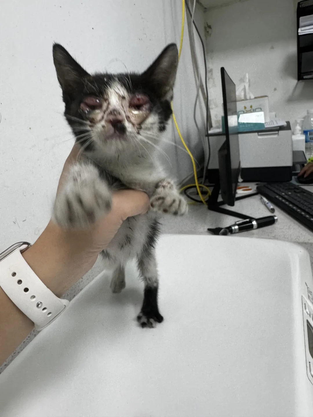 八月下旬捡到奶猫,先别急着带回家:我翻完全网20多篇高热捡猫攻略和这周的求助帖,整理出“头24小时”判断流和三档预算账本