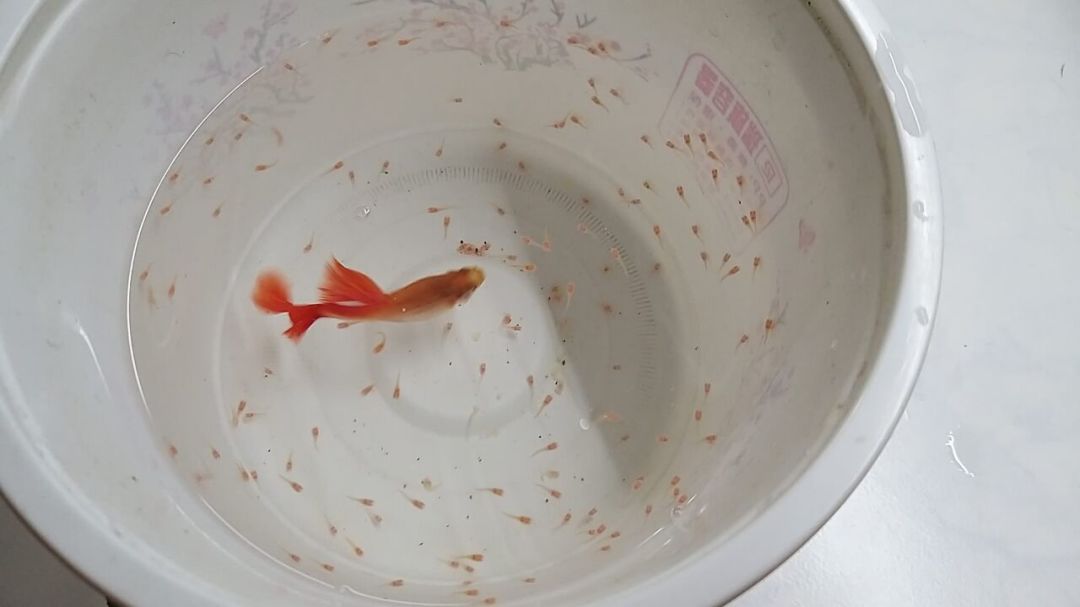 孔雀鱼生完小鱼就死,真不是