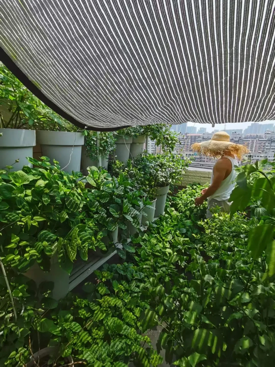 处暑就把遮阳网收了?秋老虎还没走:撤网时机、针数虚标、遮光率怎么选,一篇说清
