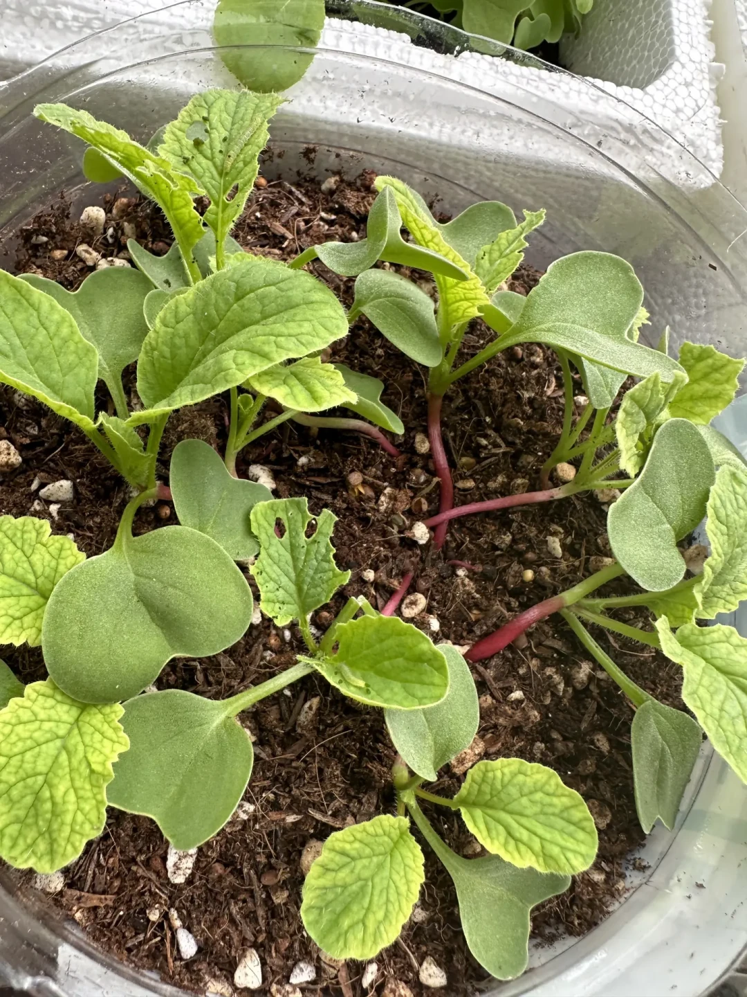 秋虫比夏虫还凶：给菜苗买防虫网前，先看这张目数对照表，选错等于白装