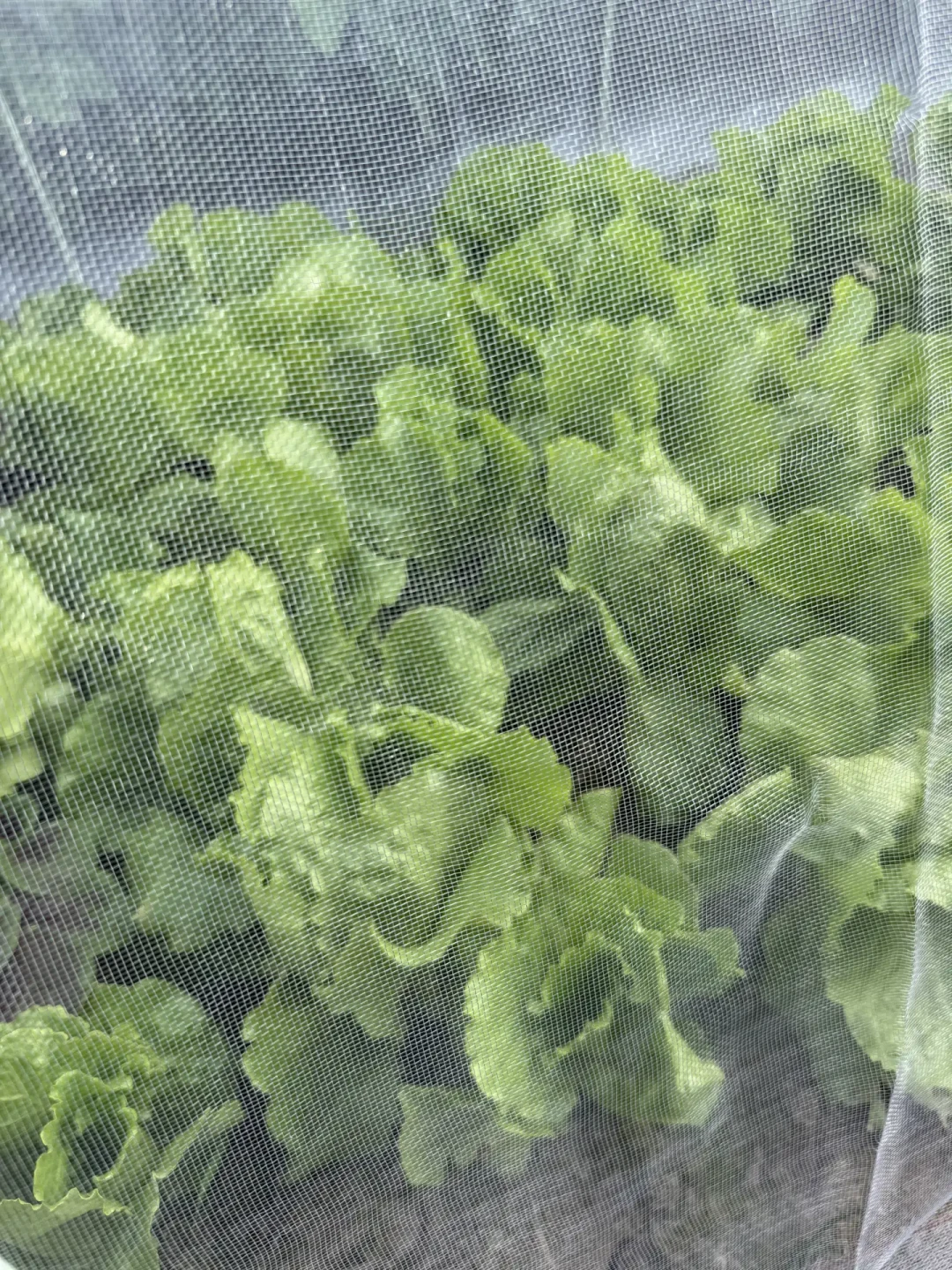 秋虫比夏虫还凶：给菜苗买防虫网前，先看这张目数对照表，选错等于白装