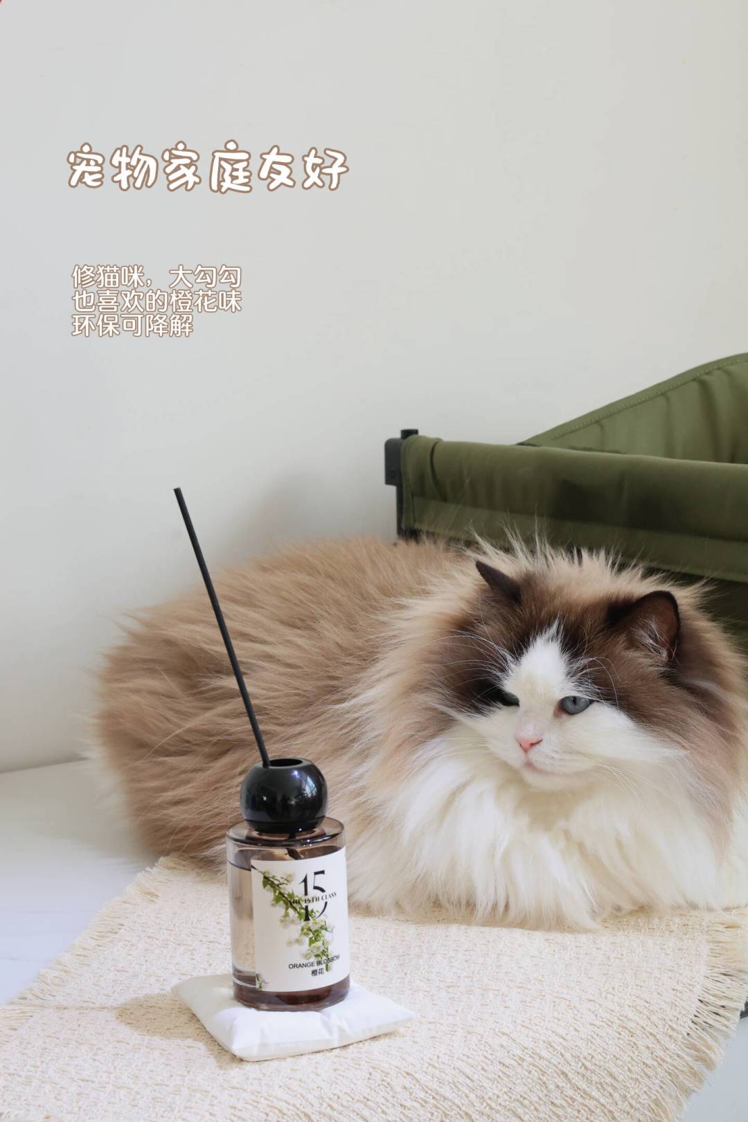 宠物友好香薰卖爆了，但猫的肝脏不同意：养猫家庭成分避坑指南