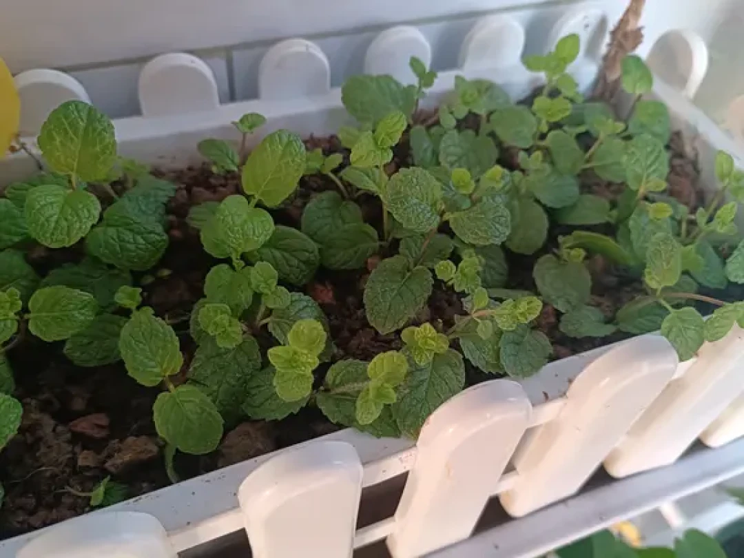 给薄荷喷药前,先翻一片叶子看看:八月下旬高发的三种问题,治法完全不同