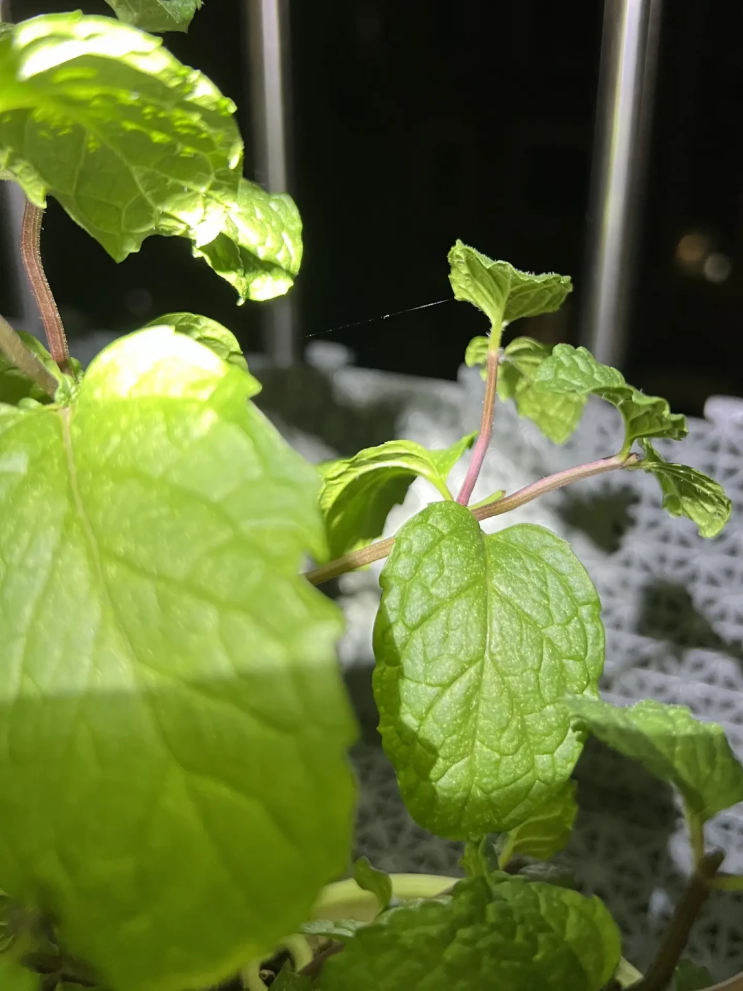 给薄荷喷药前,先翻一片叶子看看:八月下旬高发的三种问题,治法完全不同