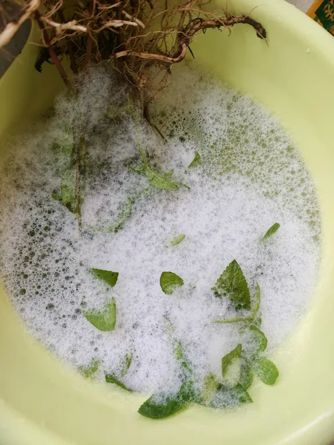 给薄荷喷药前,先翻一片叶子看看:八月下旬高发的三种问题,治法完全不同