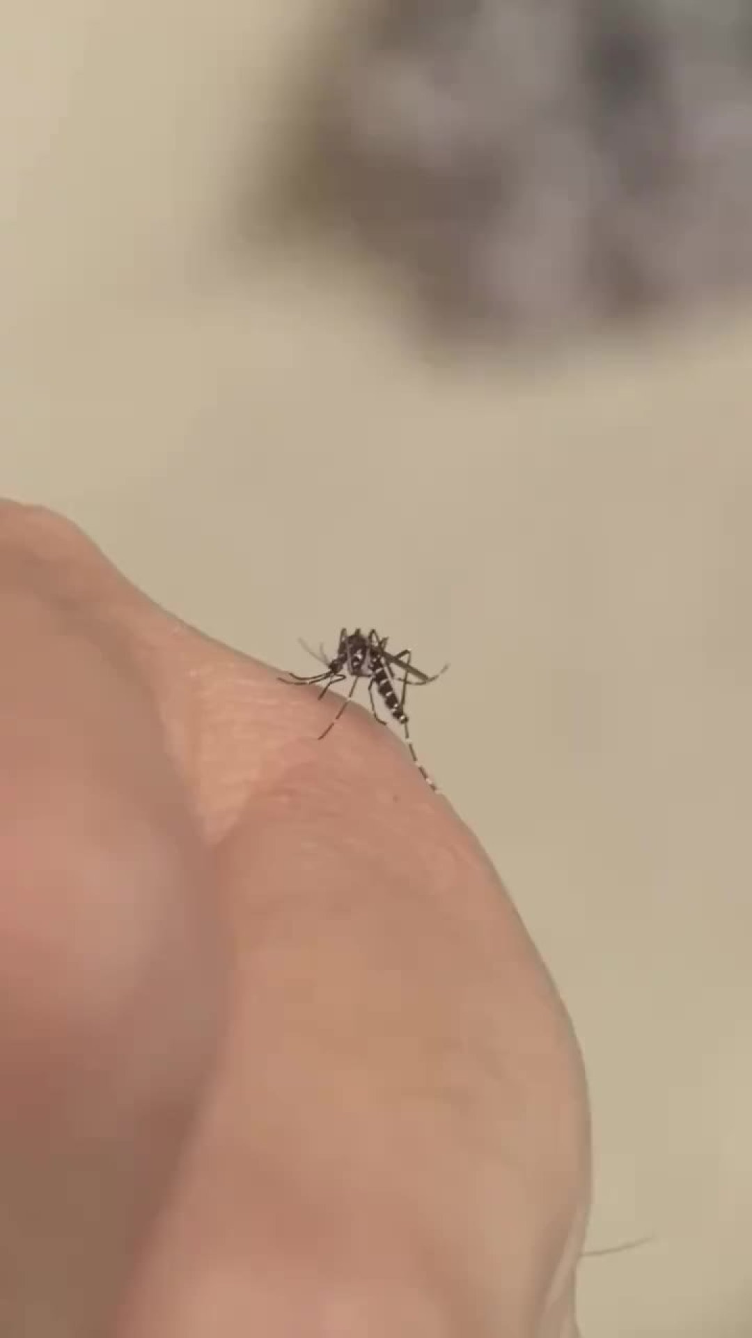 从东南亚回来发烧，先别急着吃布洛芬：中疾控把蚊媒传染病列为8月提示首位，旅行者要记住的14天规则
