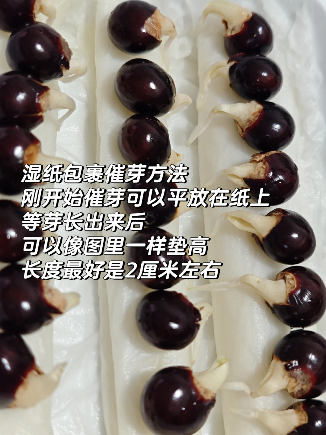 吃完的龙眼核别扔:15天水培出一片“朱柿红小森林”,错过这窗口要等明年