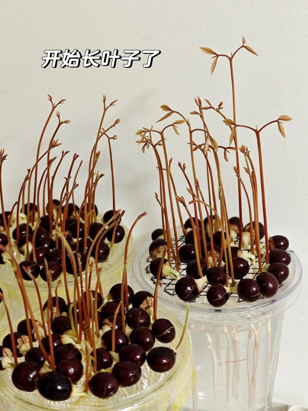 吃完的龙眼核别扔:15天水培出一片“朱柿红小森林”,错过这窗口要等明年
