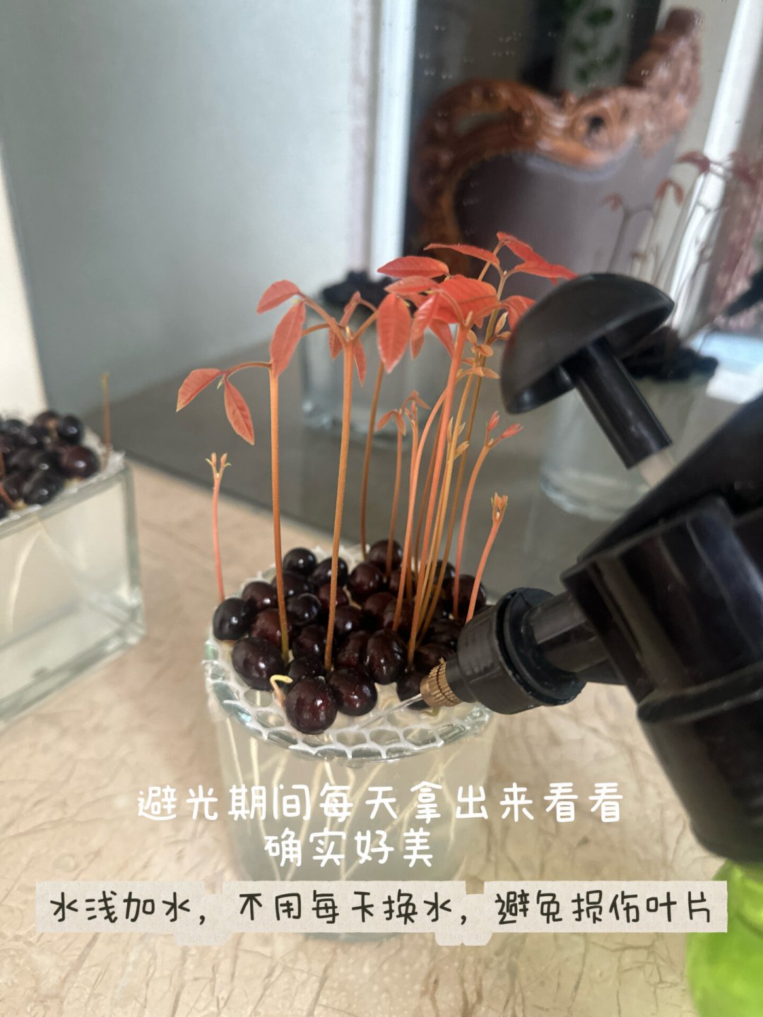 吃完的龙眼核别扔:15天水培出一片“朱柿红小森林”,错过这窗口要等明年