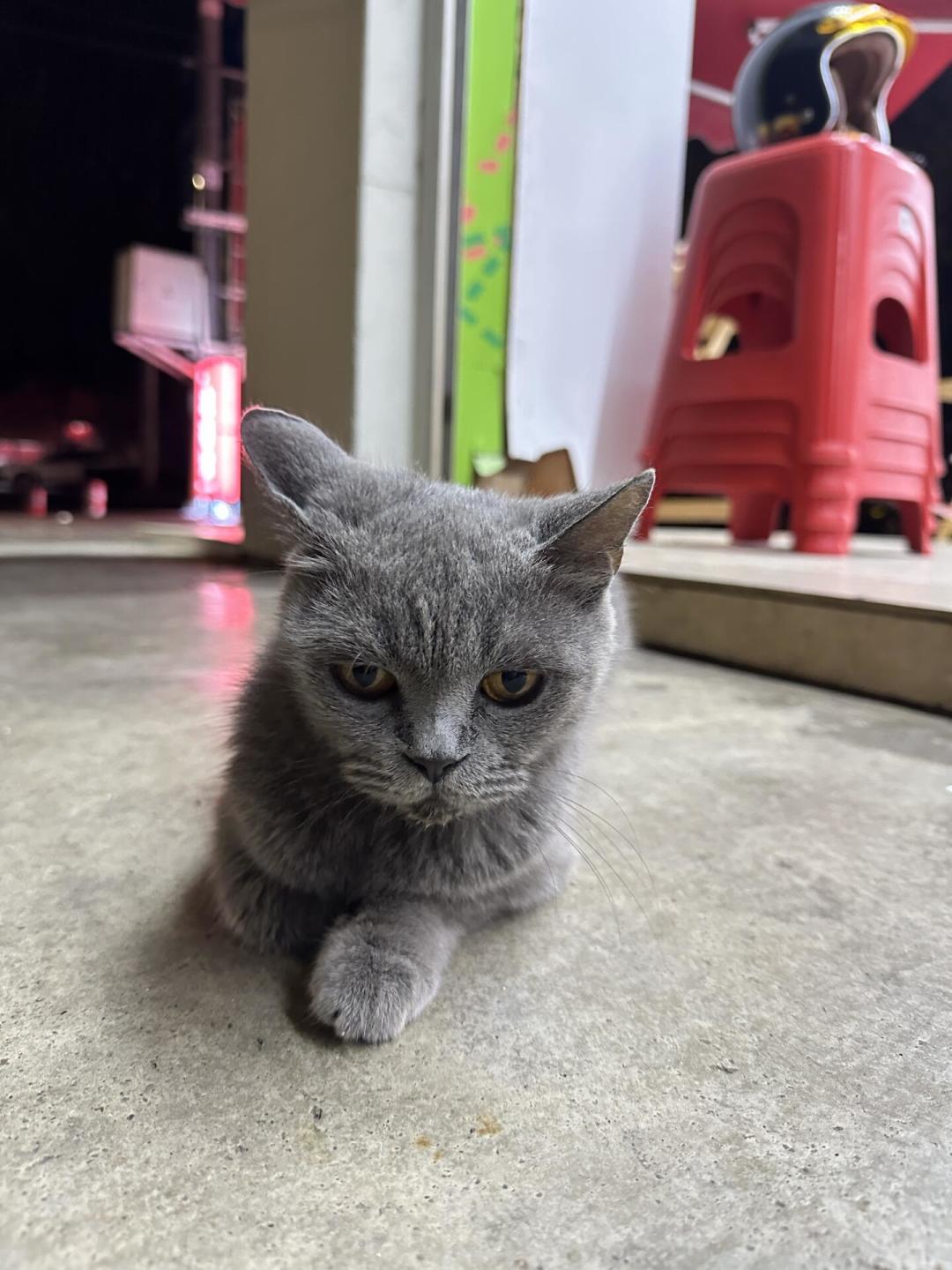 领养流浪猫，审核比面试还严？我翻了条5000+评论的争论帖，把审核要求逐条拆开：哪些是为猫好，哪些是盯着你的钱包