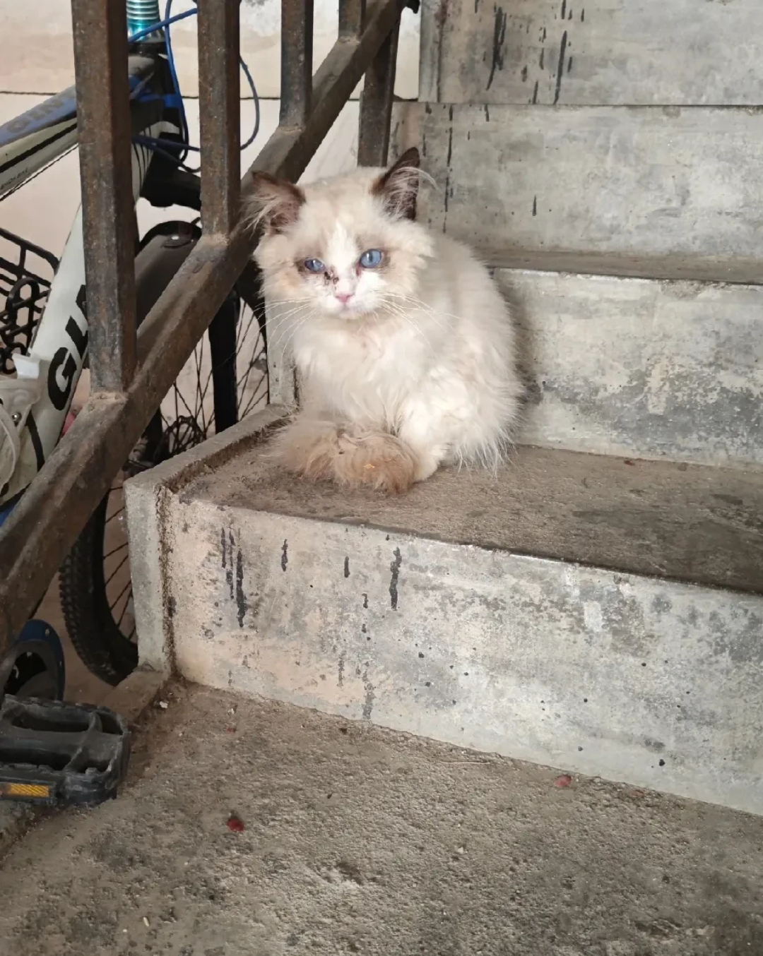 领养流浪猫，审核比面试还严？我翻了条5000+评论的争论帖，把审核要求逐条拆开：哪些是为猫好，哪些是盯着你的钱包