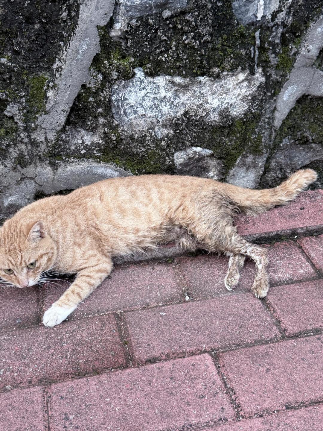 领养流浪猫，审核比面试还严？我翻了条5000+评论的争论帖，把审核要求逐条拆开：哪些是为猫好，哪些是盯着你的钱包