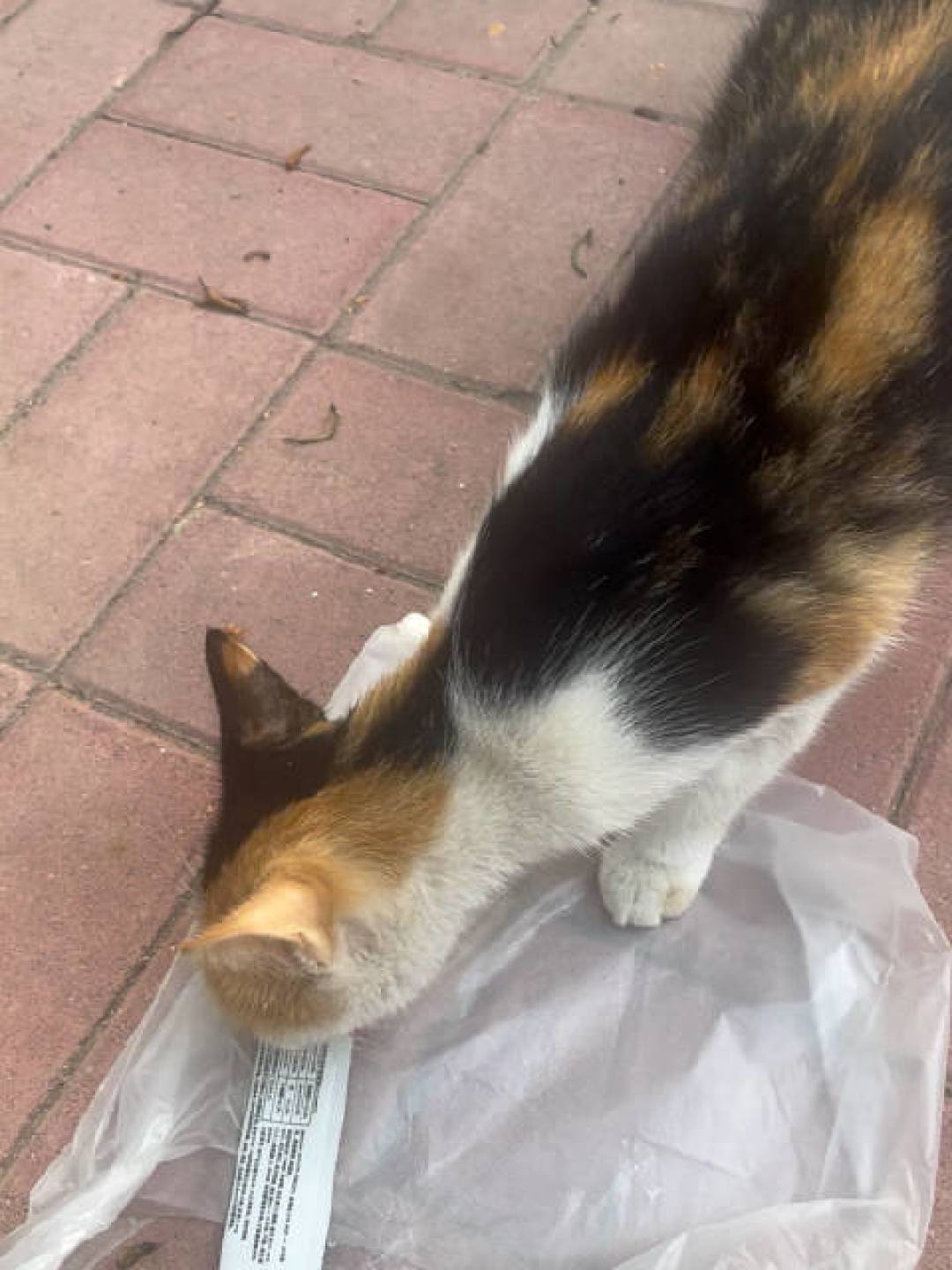 领养流浪猫，审核比面试还严？我翻了条5000+评论的争论帖，把审核要求逐条拆开：哪些是为猫好，哪些是盯着你的钱包