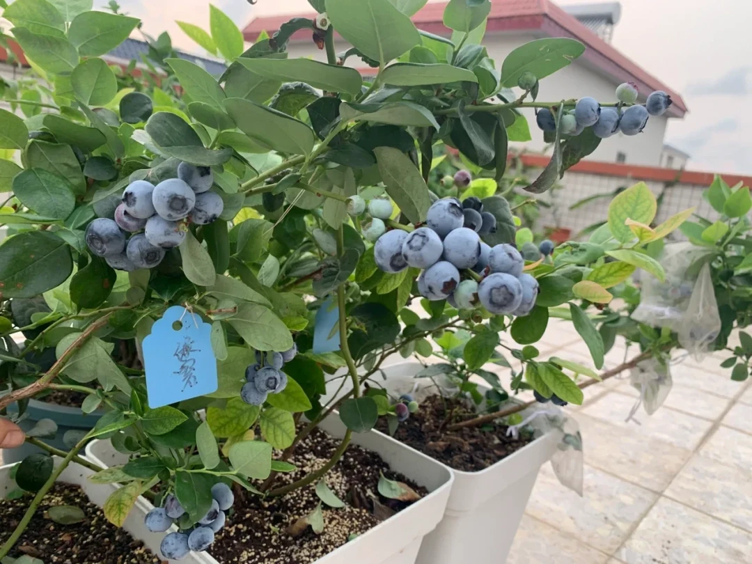 明年蓝莓结多少,一半是这10天决定的:促花还是停肥,先看你的盆是什么苗