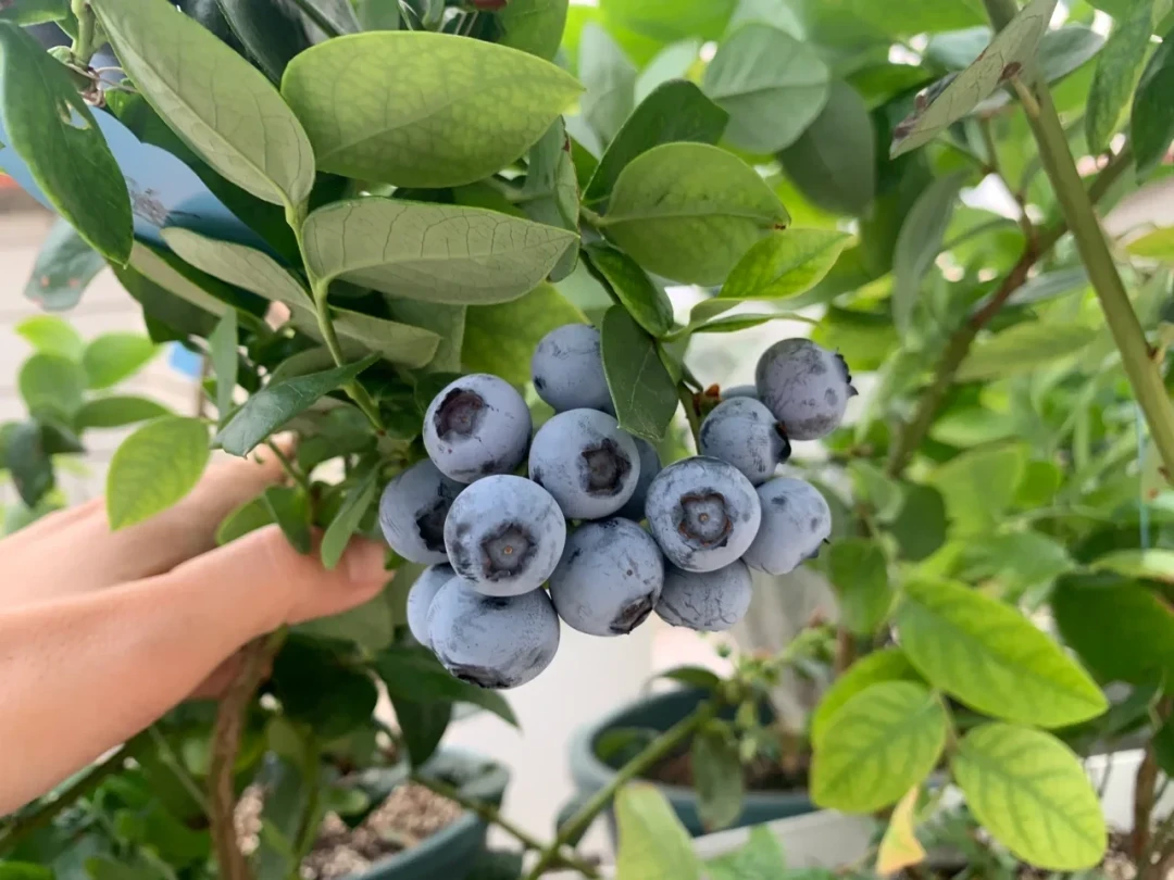 明年蓝莓结多少,一半是这10天决定的:促花还是停肥,先看你的盆是什么苗