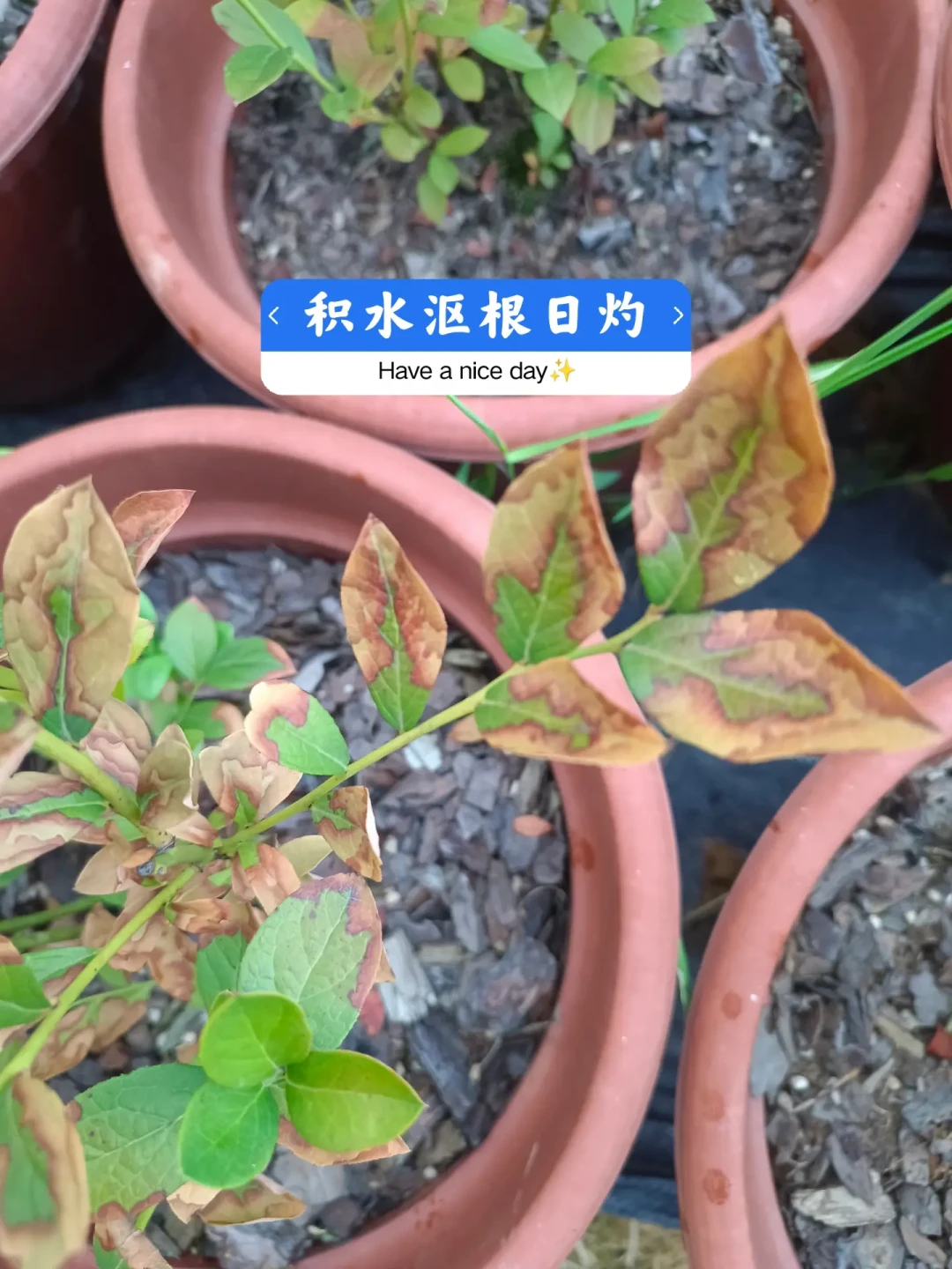 明年蓝莓结多少,一半是这10天决定的:促花还是停肥,先看你的盆是什么苗