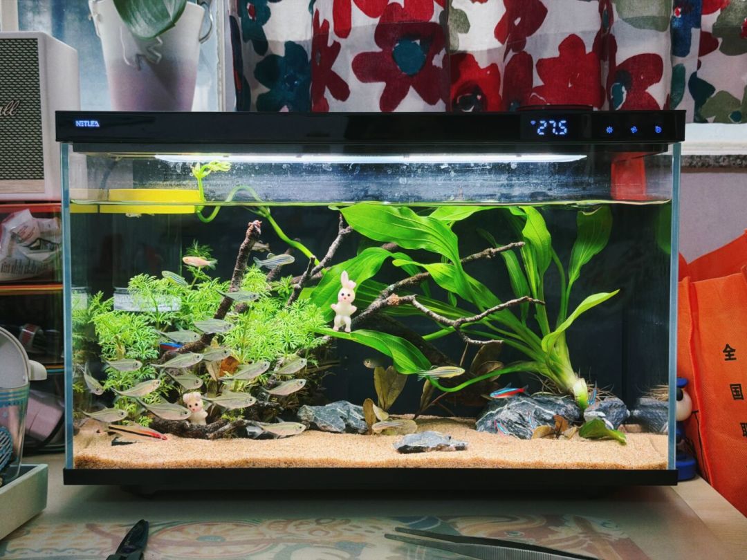 软文排名把别家捧第一,实测口碑把尼特利捧第一:599元智能鱼缸混战,看明白再下单