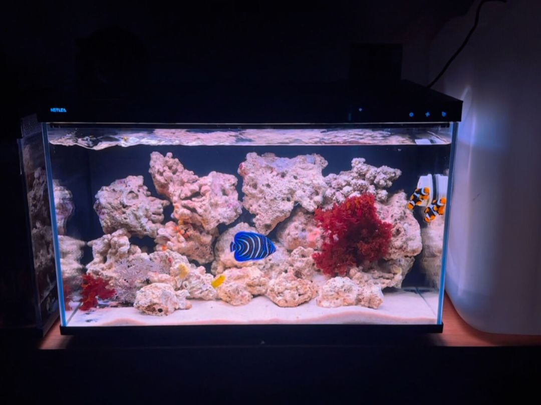 软文排名把别家捧第一,实测口碑把尼特利捧第一:599元智能鱼缸混战,看明白再下单