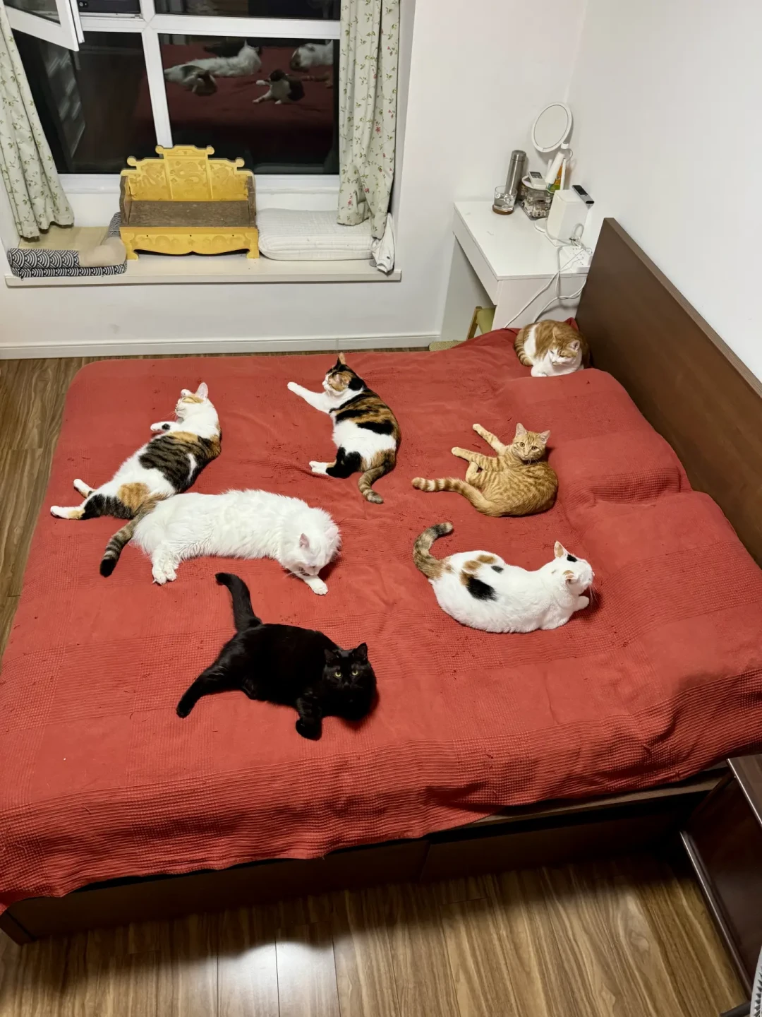 林高远的12只猫上了热搜，我翻完几十份多猫家庭账单：有些钱猫越多越省，有些钱一分少不了