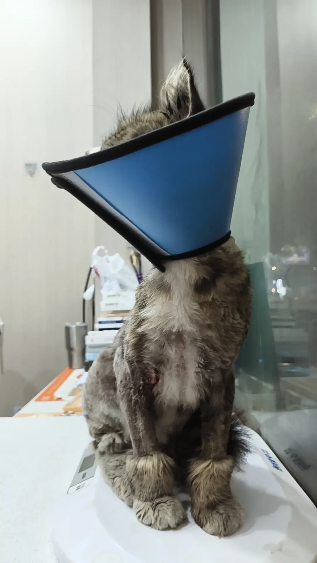 救一只流浪猫到底要花多少钱?翻了20多条真实账单,我替你算出三档预算