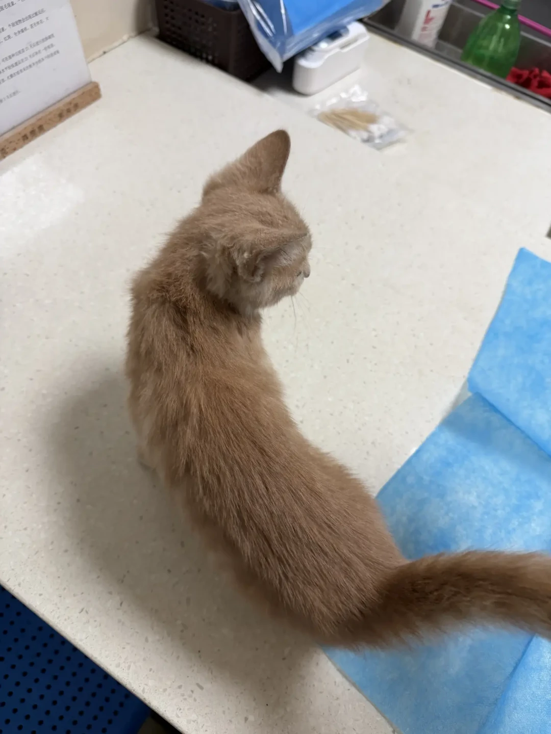 救一只流浪猫到底要花多少钱?翻了20多条真实账单,我替你算出三档预算