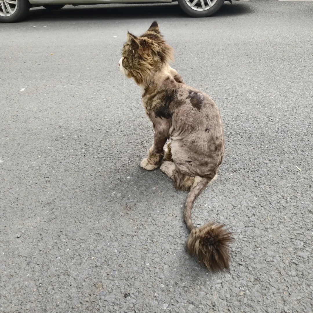 救一只流浪猫到底要花多少钱?翻了20多条真实账单,我替你算出三档预算