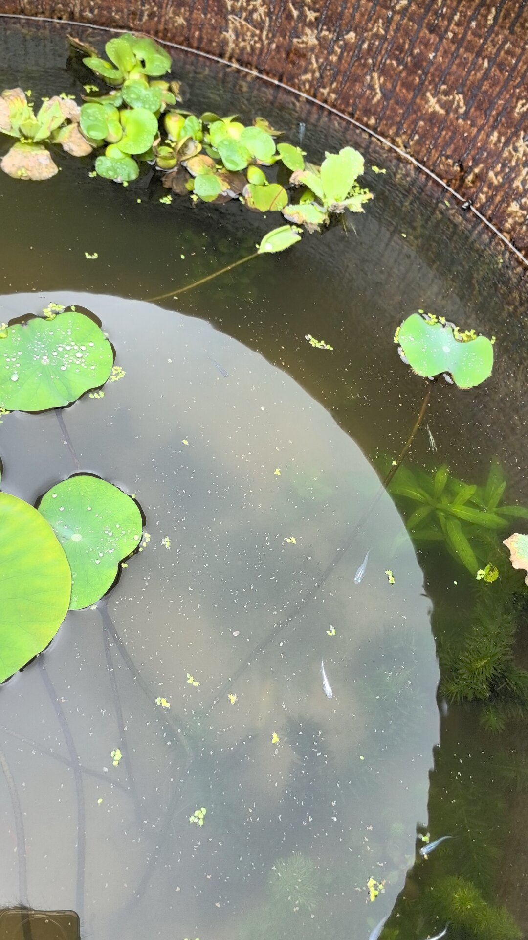 号称耐0-40℃,观背青鳉为什么8月成片死?翻完全网死鱼记录,多半不是热死的