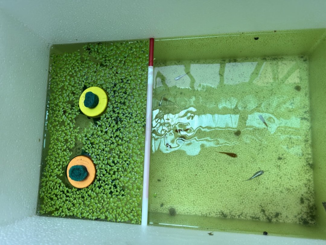 号称耐0-40℃,观背青鳉为什么8月成片死?翻完全网死鱼记录,多半不是热死的