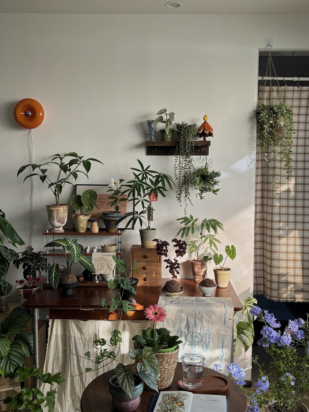 绿植的头号死因不是高温,是闷:空盆潮之后的补货指南