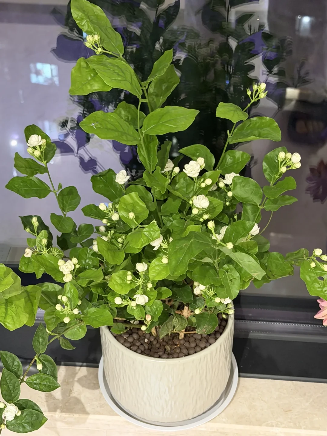 茉莉黄叶别急着浇硫酸亚铁:八月四种高发黄叶,最常见的一种要先停水