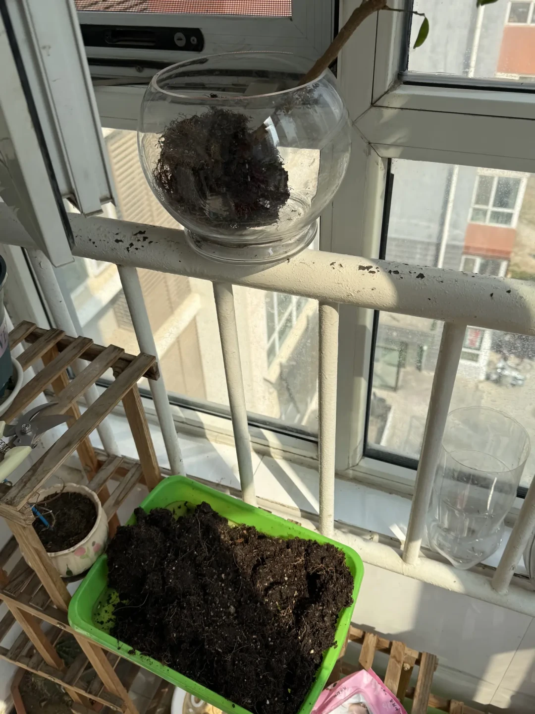 茉莉黄叶别急着浇硫酸亚铁:八月四种高发黄叶,最常见的一种要先停水