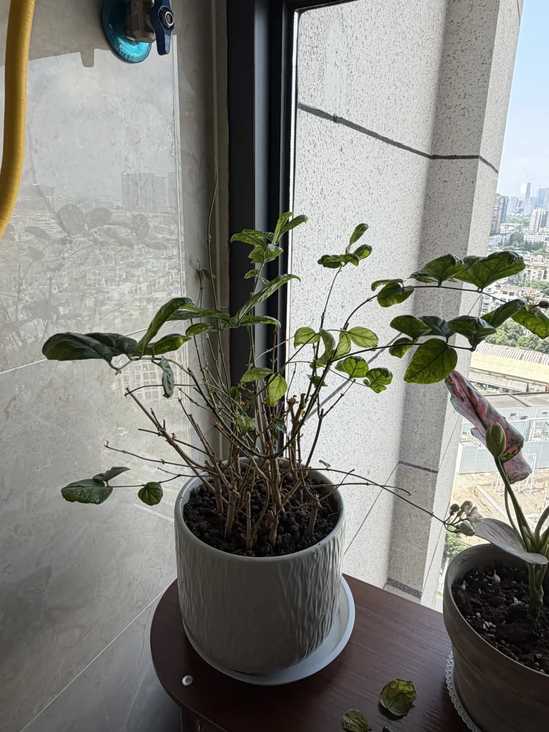 茉莉黄叶别急着浇硫酸亚铁:八月四种高发黄叶,最常见的一种要先停水