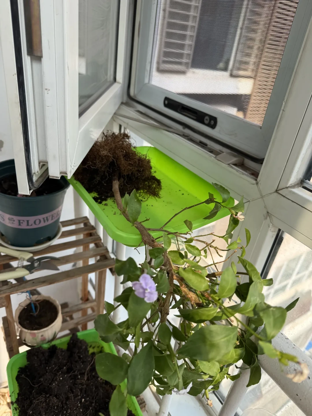 茉莉黄叶别急着浇硫酸亚铁:八月四种高发黄叶,最常见的一种要先停水