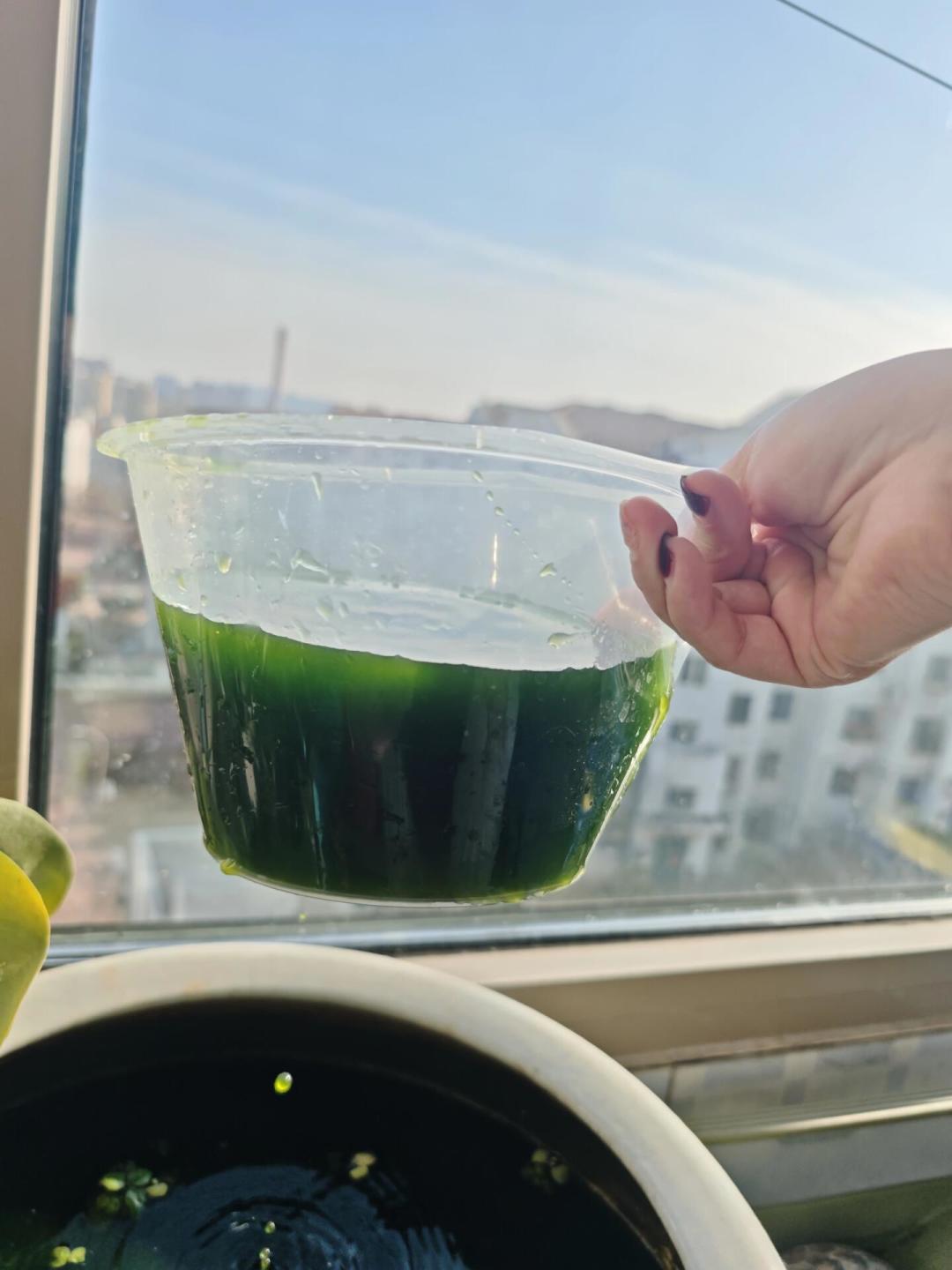 缸水一绿就急着买河蚌?先避开三个致命坑,再谈8月的绿水怎么治