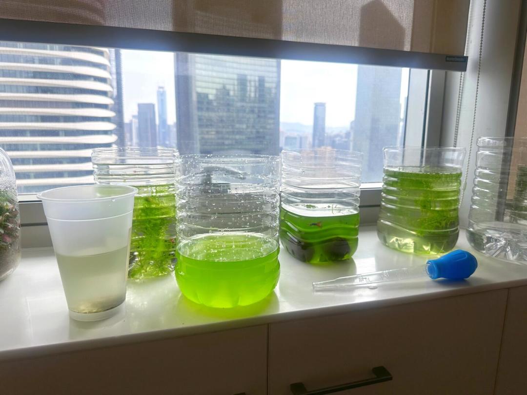 缸水一绿就急着买河蚌?先避开三个致命坑,再谈8月的绿水怎么治