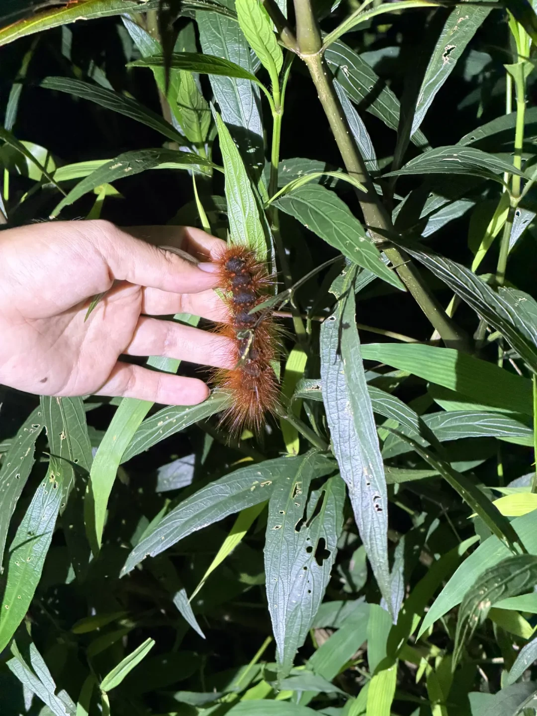 昆虫季进入尾声,灯诱还值得冲吗?从“手电+白布”到600元一套,把成本和坑都给你理清楚