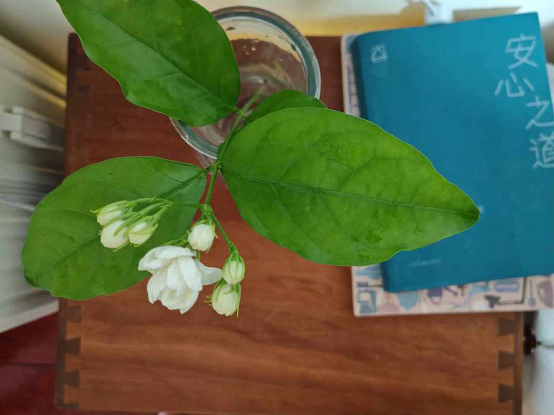茉莉花8月下旬怎么施肥,决定今年最后两茬花:花期施不施、磷酸二氢钾用不用、土法信不信,三个争议讲透