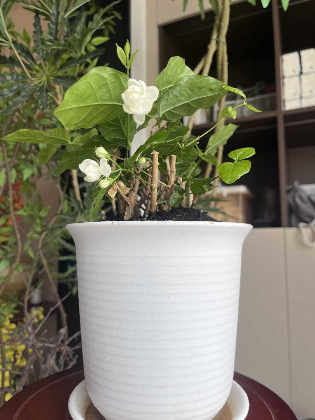 茉莉花8月下旬怎么施肥,决定今年最后两茬花:花期施不施、磷酸二氢钾用不用、土法信不信,三个争议讲透