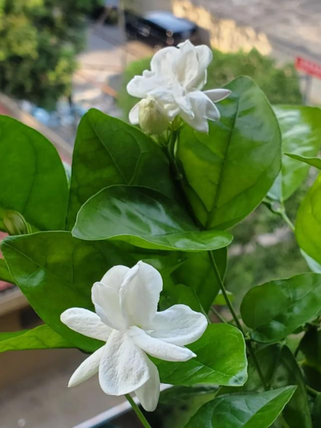 茉莉花8月下旬怎么施肥,决定今年最后两茬花:花期施不施、磷酸二氢钾用不用、土法信不信,三个争议讲透