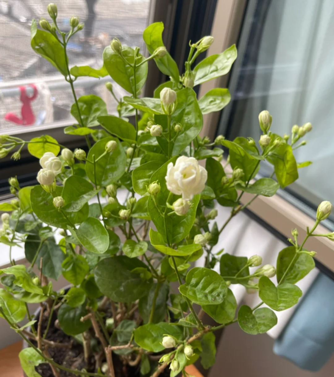 茉莉花8月下旬怎么施肥,决定今年最后两茬花:花期施不施、磷酸二氢钾用不用、土法信不信,三个争议讲透