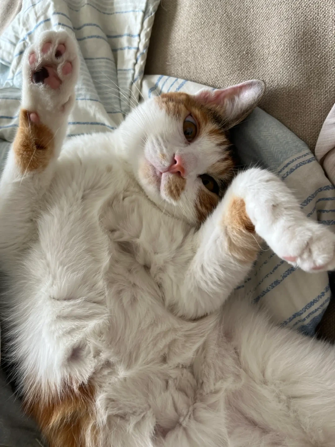 猫夏天不吃饭,先别急着换粮:3个信号分清“热”还是“病”,“饿两天”真不行