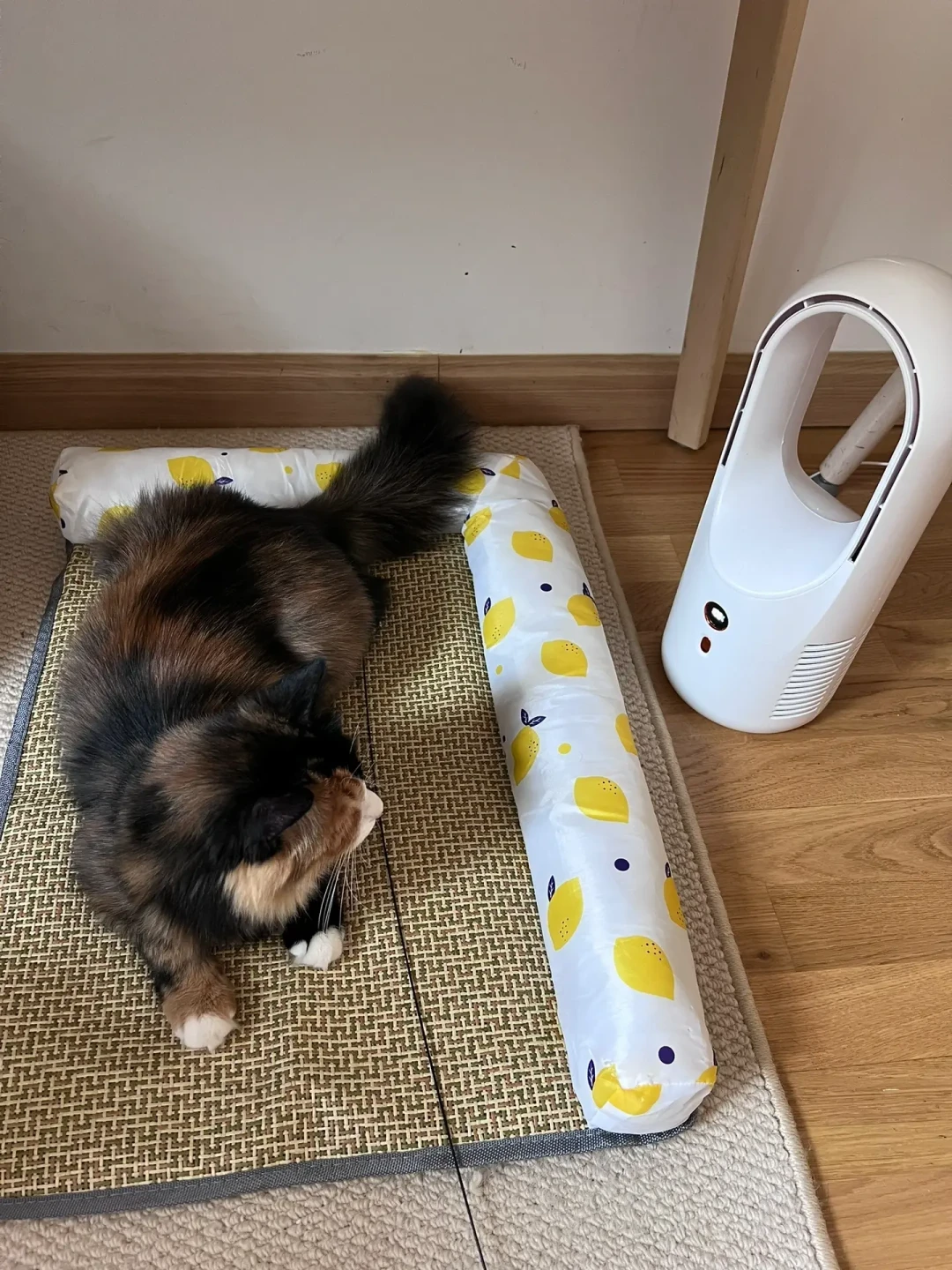 猫夏天不吃饭,先别急着换粮:3个信号分清“热”还是“病”,“饿两天”真不行