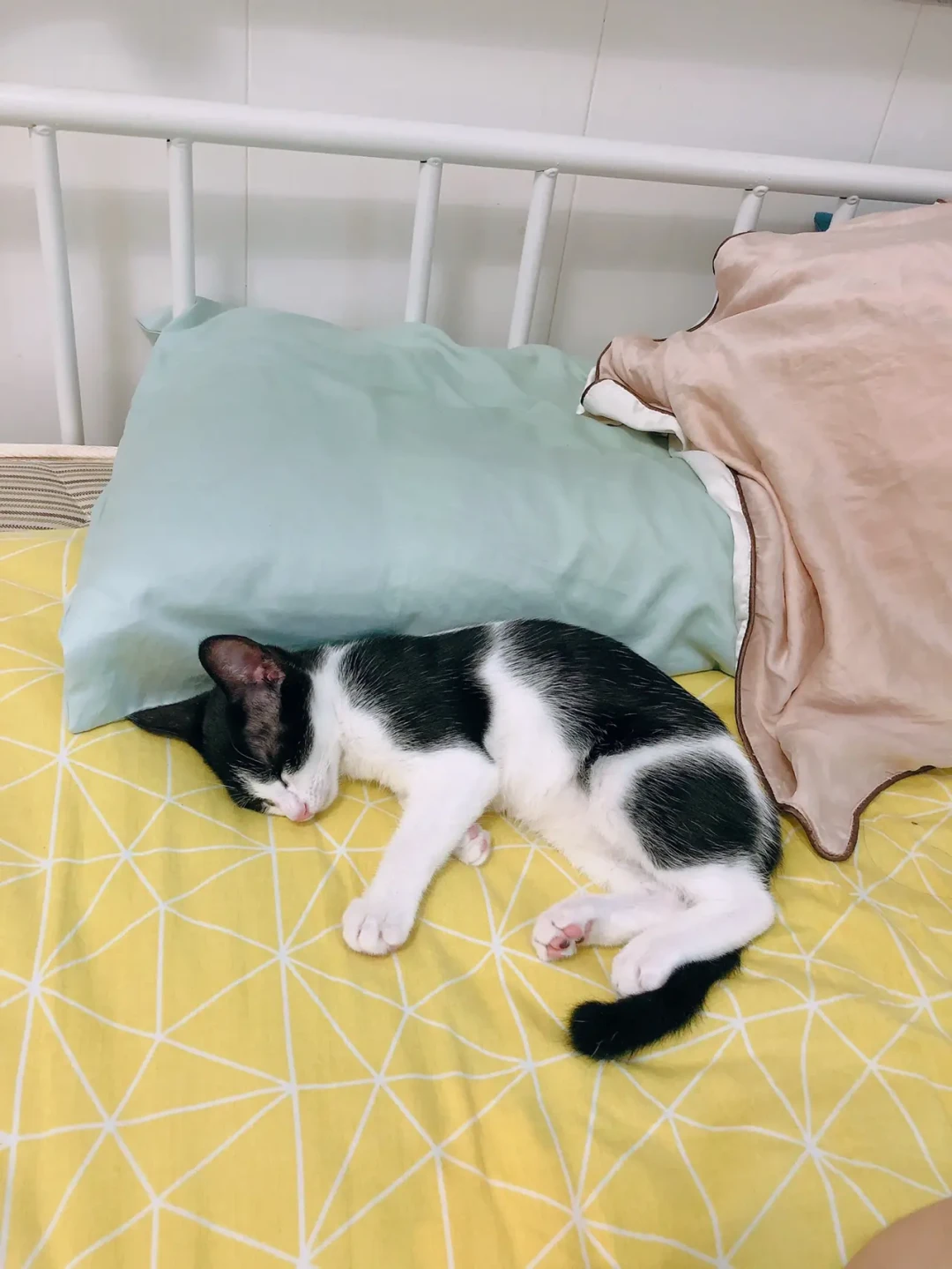 猫夏天不吃饭,先别急着换粮:3个信号分清“热”还是“病”,“饿两天”真不行