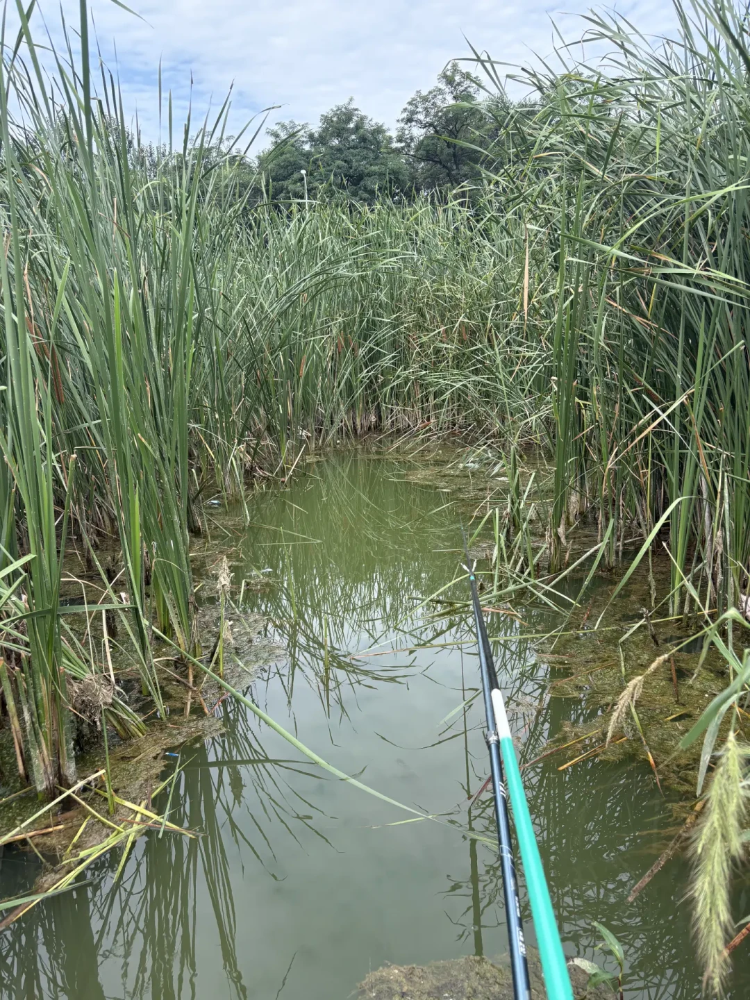秋老虎不退,草洞大板鲫渔获刷屏:传统钓分清“活洞”“死洞”,比饵料更重要