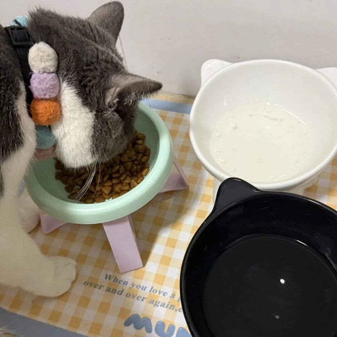 老猫突然爱喝水、越吃越瘦?先别只当肾病:猫糖尿病的检查、避坑与花费指南