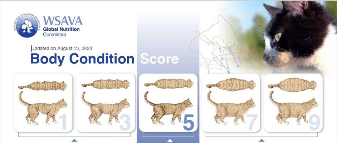 老猫突然爱喝水、越吃越瘦?先别只当肾病:猫糖尿病的检查、避坑与花费指南