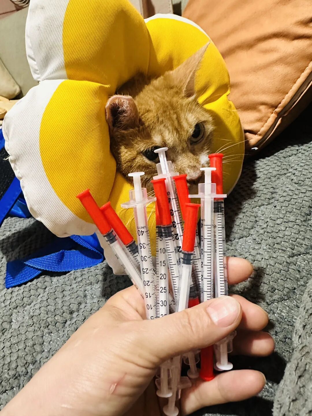 老猫突然爱喝水、越吃越瘦?先别只当肾病:猫糖尿病的检查、避坑与花费指南
